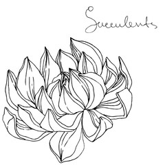 Vector Succulent floral botanical flower. Black and white engraved ink art. Isolated succulents illustration element.