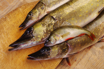 Fish on the kitchen board. Pike, perch