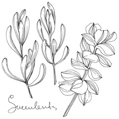 Vector Succulent floral botanical flower. Black and white engraved ink art. Isolated succulents illustration element.