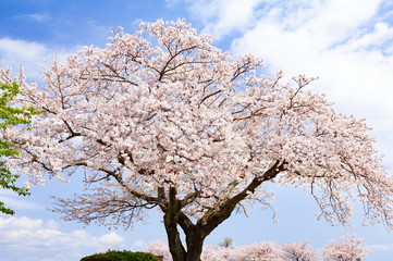 Fototapeta premium 満開の桜
