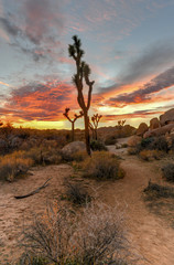 Joshua Tree National Park