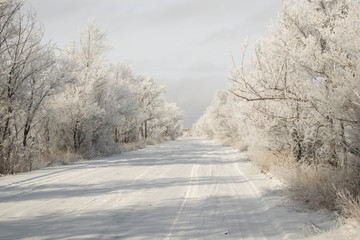 Direct road to the snow-covered forest