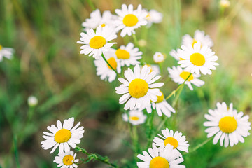 Chamomile growing on meadow.