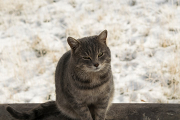 Naklejka na ściany i meble Homeless grey cat sitting on a pipe in winter
