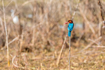 White Throated Kingfisher perched on a stick 
