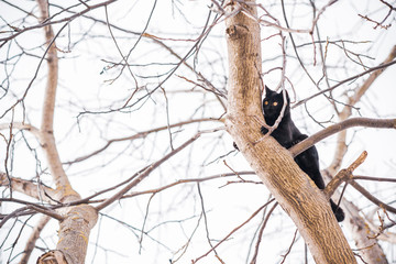 Black cat on a tree hunter cat , pet lifestyle 