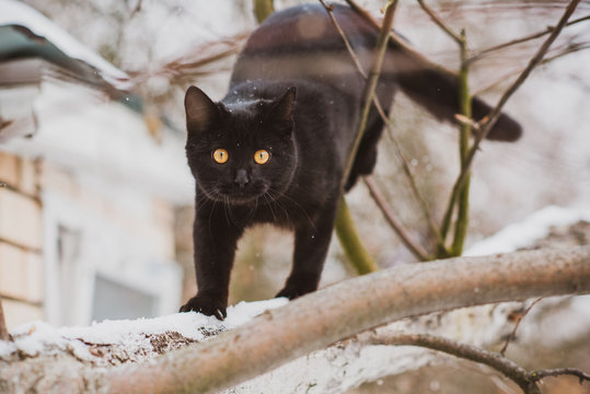Black cat on a tree hunter cat , pet lifestyle 