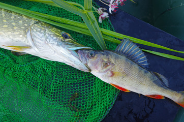 Caught pike and perch. Pike bites bass.