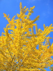 Fototapeta premium 銀杏の黄葉と青空