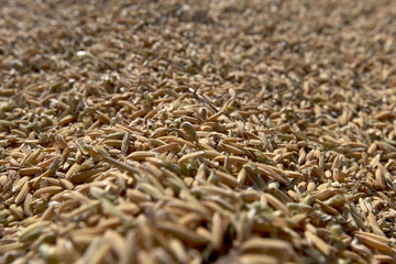 A brown rice pile in food drying process