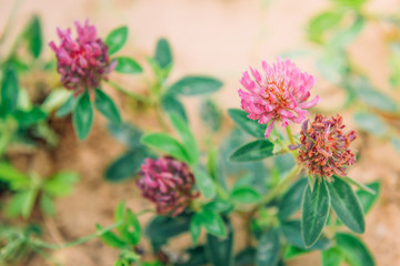 Blooming red or pink clover and green grass. Summer herbal flowers 