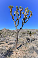 Joshua Tree National Park