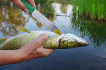 Pike in the hand of an angler. Fishing