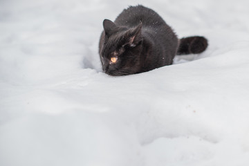 Fototapeta premium Black cat walk outdoor hunter cat , pet lifestyle