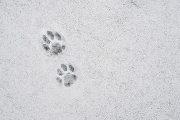 Cat's paw print in the snow. Traces of cat's feet in the snow. Traces of animals in snow