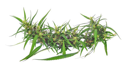 Marijuana on white background