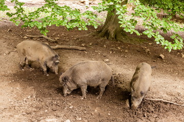 Wildschweine