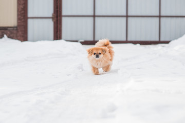 Small golden dog walk outdoor , pet lifestyle