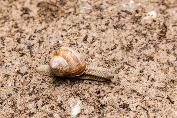 Weinbergschnecke auf Boden
