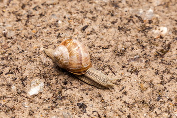 Weinbergschnecke am Boden