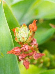 Close up Red pink flower bud of Paddle Plant, the succulent plant in a botanical garden.