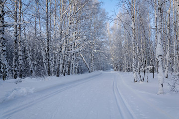 ski trail in the winter forest