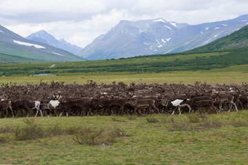 A herd of reindeer in the foothills of the Polar Urals. Russia