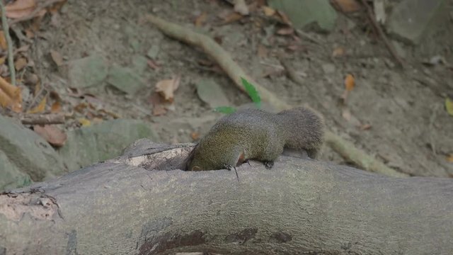 Pallas's squirrel, Callosciurus erythraeus, Single mammal on branch, Taiwan, January 2019