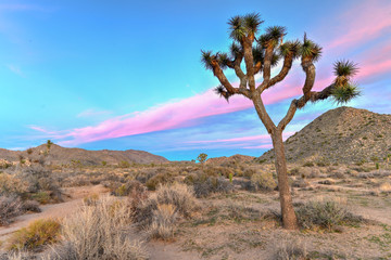 Joshua Tree National Park