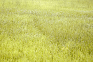 Green  Meadow Landscape