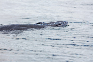 Obraz premium Bryde's whale, Eden's whale swimming in sea thailand