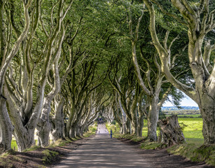 Road through the Dark Hedges alley, Armoy, Northern Ireland