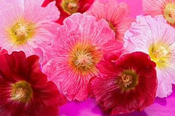 Mallow flower head on white