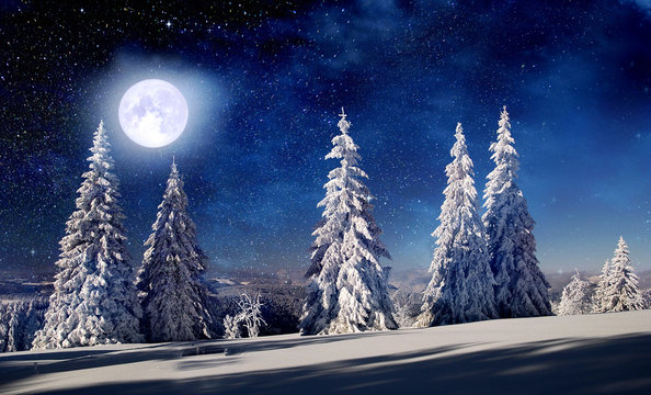 Spruce trees in the winter at full moon