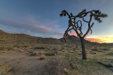 Joshua Tree National Park