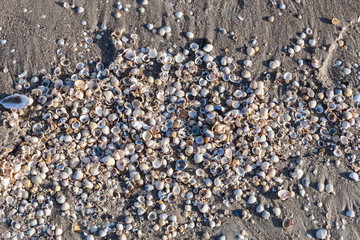 Viele Muscheln am Strand