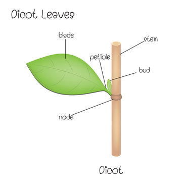  Dicot Leaves