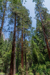 Yosemite US National Park
