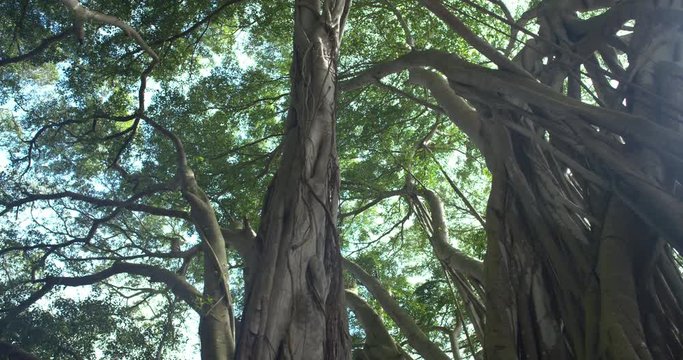 Track Leftt Low Angle Banyan Tree Forest Looking at Canopy Sunflare, 4K60p