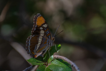 Obraz premium Mariposa