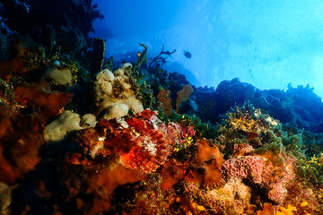 Scorpion fish lying on the reef