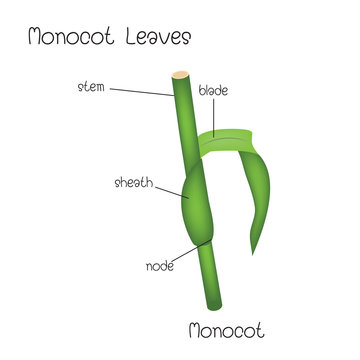 Monocot Leaves