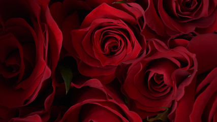 close up of red rose for background 