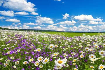 Foto op Canvas lentelandschap met bloeiende bloemen op weide © yanikap