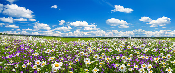 Frühlingslandschaftspanorama mit blühenden Blumen auf Wiese