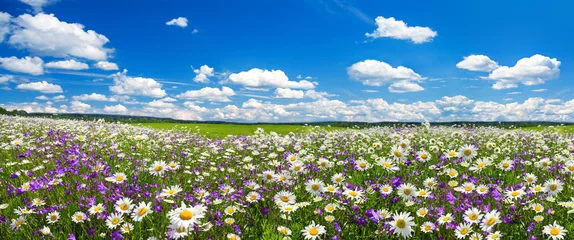 Poster Im Rahmen Frühlingslandschaftspanorama mit blühenden Blumen auf Wiese © yanikap