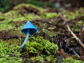 Tiny sky blue mushroom (Entoloma hochstetteri AKA werewere-kokako) found near Okarito, New Zealand.