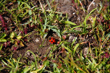 テントウムシ03