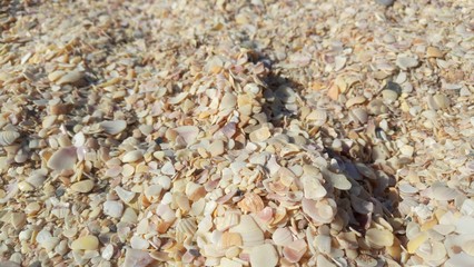 Chopped pieces of seashells