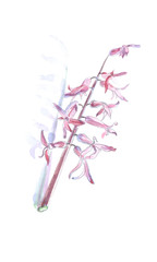 Obraz na płótnie Canvas Forsythia Oleaceae flowers spring time